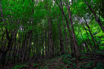 Obraz premium A tree in a forest