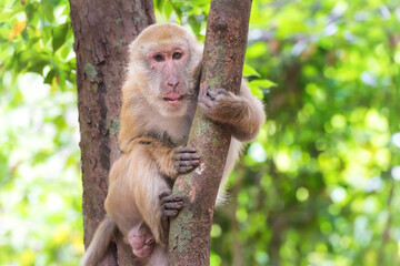 Male cute wild monkey sitting in green tree tropical forest