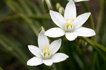 Fototapeta na wymiar White Ornithogalum flowers on a green background