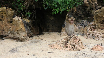 Wild Monkey in Sempu Island, Indonesia.