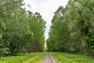 Obraz premium A dirt road through the woods