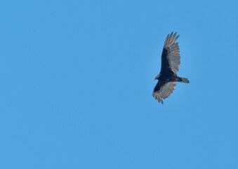 Obraz premium A Turkey Vulture glides high in the blue sky