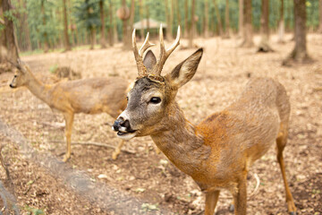 Naklejka na ściany i meble Antelope in the forest look at the camera