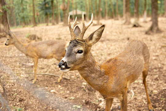 Antelope in the forest look at the camera © Эдуард Таций