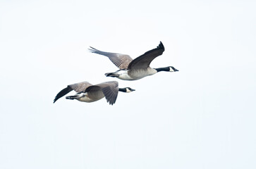 Fototapeta premium A pair of Canada Gees fly high in the sky
