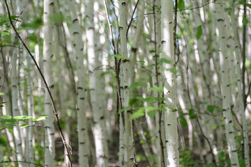 Trunks of young birches lit by the sun. Concept - purity of nature