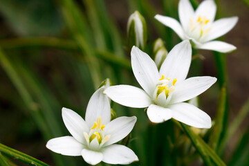 White Ornithogalum flowers on a green background