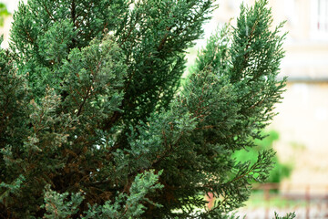 Fresh spring green leaves of garden plant Macro shot background