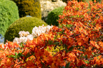colorful flowers and bushes in the garden, garden azalea