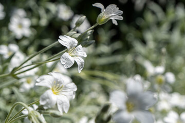 white flowers in in the garden - blooming or blossom