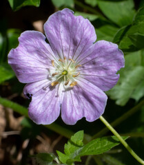 A purple Wild Geranium blooms