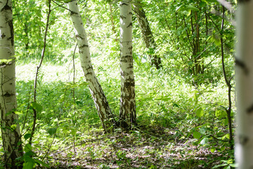 Trunks of young birches in a forest glade lit by the sun. Concept - purity of nature, earth day