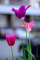 pink flowering plant flower in bloom small ground covering plants with green leaves
