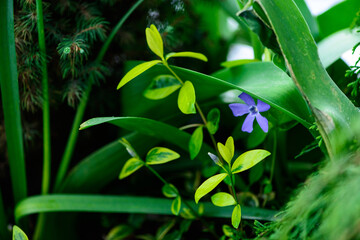 Fresh spring green leaves of garden plant with flower Macro shot background