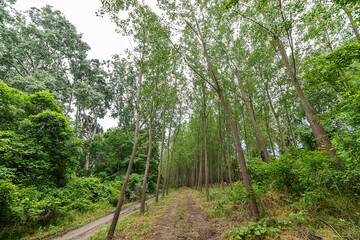 A dirt road through the woods