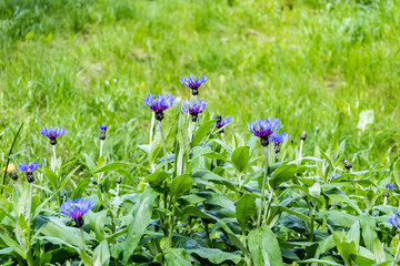 Blue cornflowers flowers. Green grass background. Spring