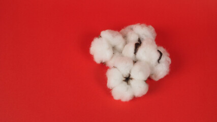 Cotton flowers on red background.