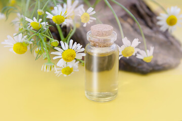 Obraz na płótnie Canvas Essence, tincture of medicinal chamomile flowers in a bottle on a background of daisies and wood. The concept of herbal medicine, traditional medicine