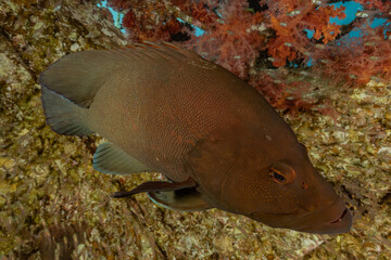 Fish swim in the Red Sea, colorful fish, Eilat Israel
