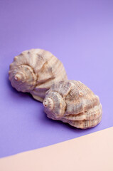 Sea natural shells, original pattern of marine life. Violet pink background. Safety Shelter for mollusks and crustaceans isolate. Sea food.