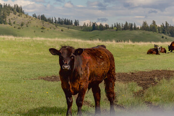 cows in the field