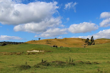 Fototapeta na wymiar New Zealand, Neuseeland, North Island, Nordinsel, Schafe, Sheep pasture