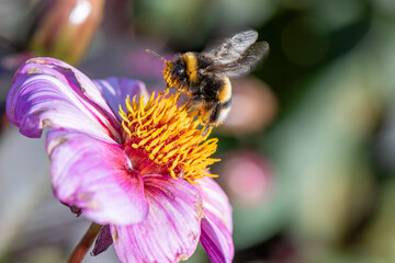 bee on flower