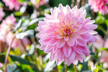 Fototapeta premium pink and white dahlia