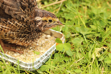 young quail at a feeding bowl