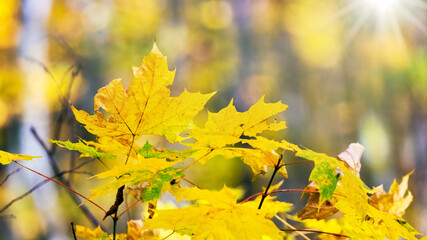 Maple branch with yellow autumn leaves in the forest in sunny weather with blurred background