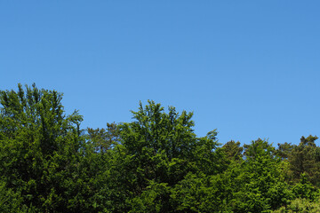 Obraz premium green tree tops in a horizontal line and blue sky on a Sunny day