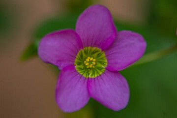 flor morada