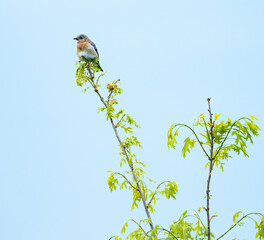 An Eastern Bluebird sings from high on a tree top