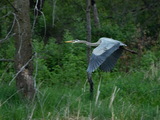 A Great Blue Heron takes off from the pond after fishing