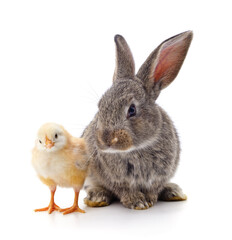 Chicken and rabbit.