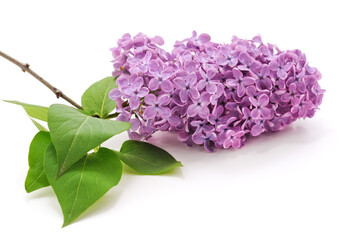 Purple lilac flower.