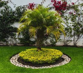 tropical garden with palm tree