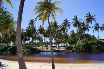 palm trees on the beach Punau RN Brazil
