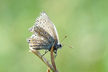 Nahansicht eines Schmetterlings - Bläuling
