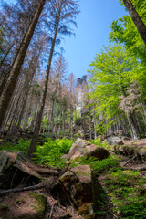 Sächsische Schweiz 3