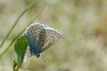 Nahansicht eines Schmetterlings - Bläuling
