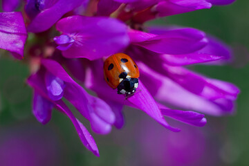 ladybug on a flower