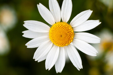 Obraz premium Wild Chamomile flower close-up with blurred background photography
