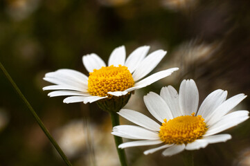Fototapeta premium Wild Chamomile flower close-up with blurred background photography