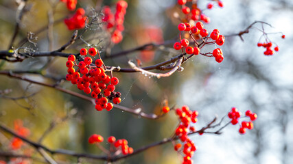 Rowan branch with red ripe berries on a blurred background