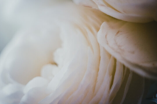 Amazing Macro Flower Petals Background. Photo With Film and Grain Effect