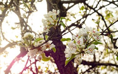 Blossom at the Arrival of Spring