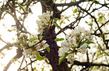 Blossom at the Arrival of Spring