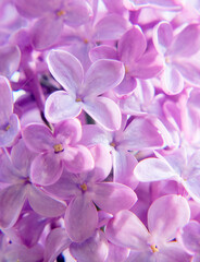 Naklejka na ściany i meble Lilac. Spring flowering lilac. natural spring background.