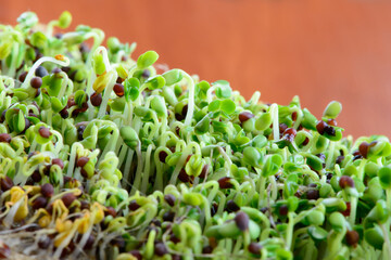 fresh micro greens seeds and green young broccoli sprouts healthy eating vegan diet